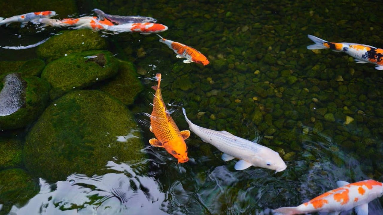 Fish Pond